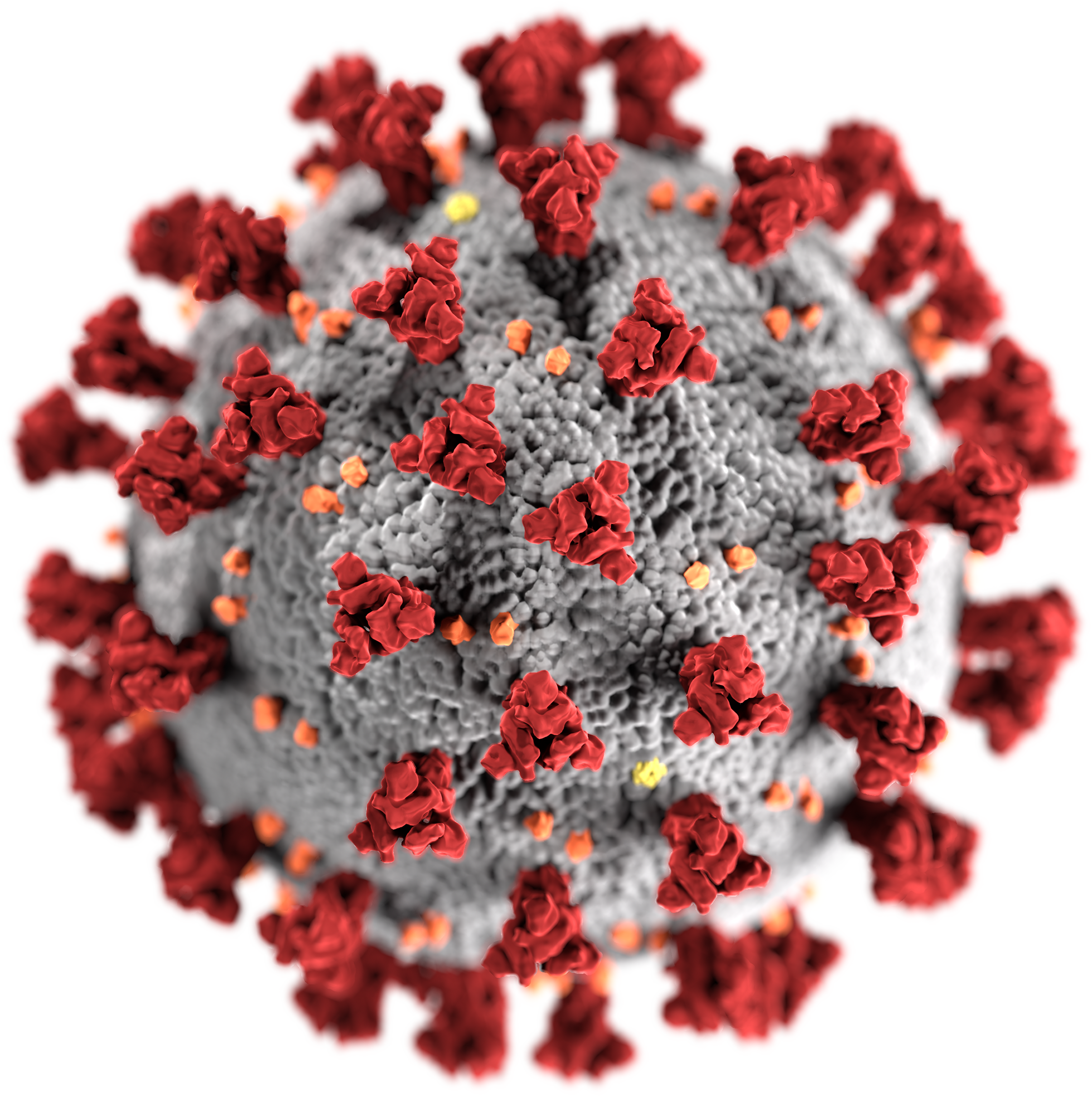 Coronavirus e Attività Studio